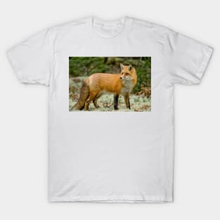 Red Fox T-Shirt